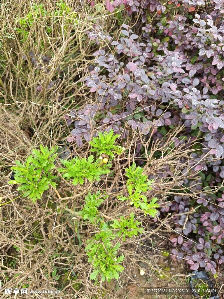 地面上的多样绿色植物