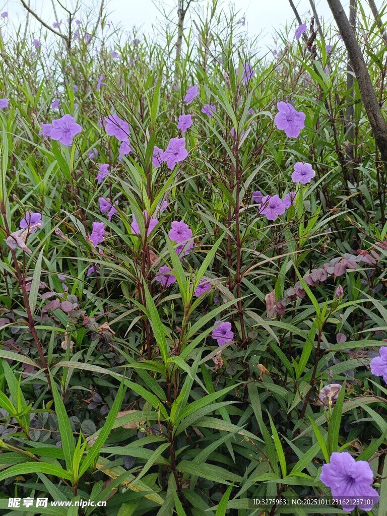 紫色野花绽放于草丛中