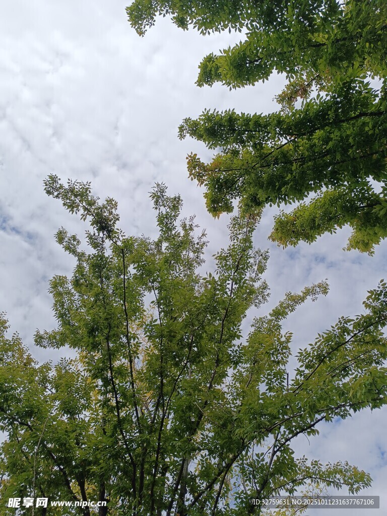 仰视绿树与天空景致