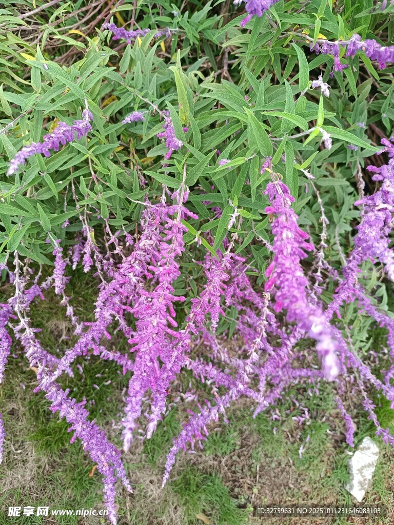 紫色穗状花卉绽放美景