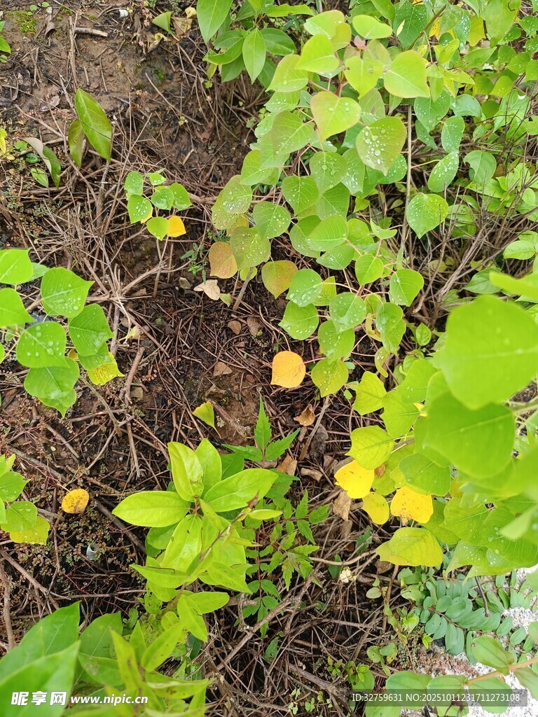 地面绿植与黄色小花景观