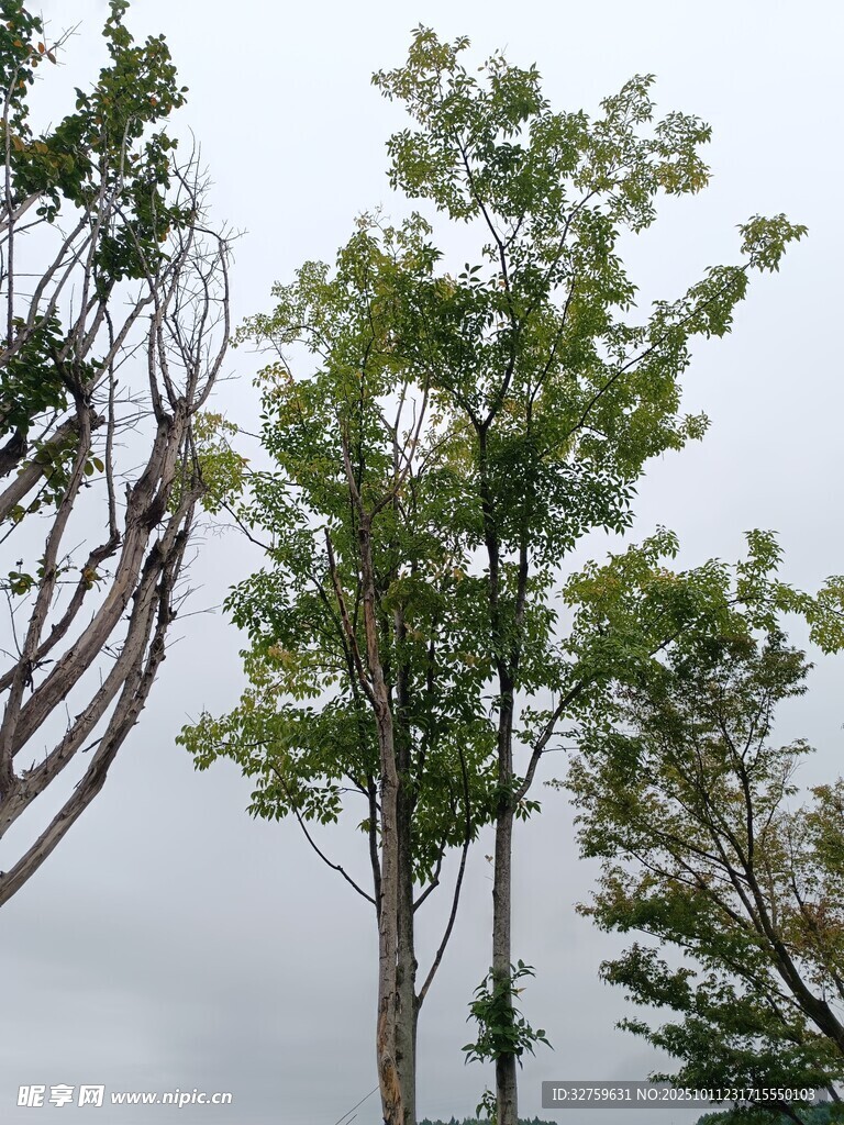 户外绿树景观