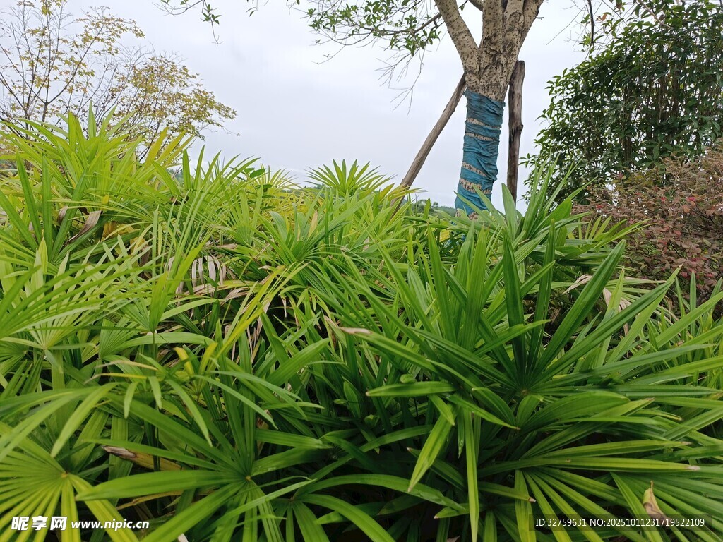 翠绿草丛中的树木景致