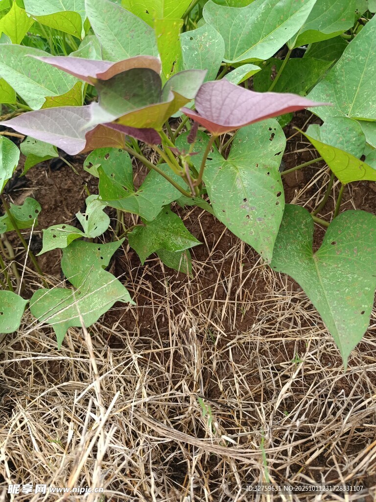 绿叶与枯草交织的植物景观