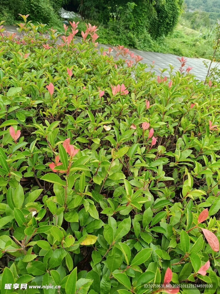 绿叶间点缀的粉色小花
