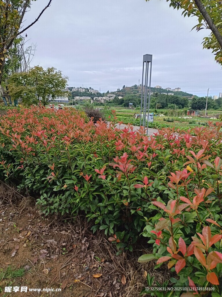 路边多彩灌木丛景观