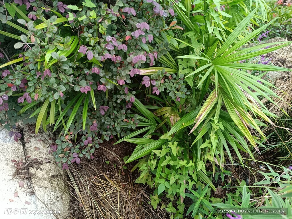 多彩绿植景观