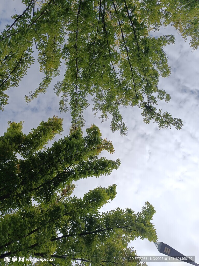 仰视翠绿繁茂的树枝