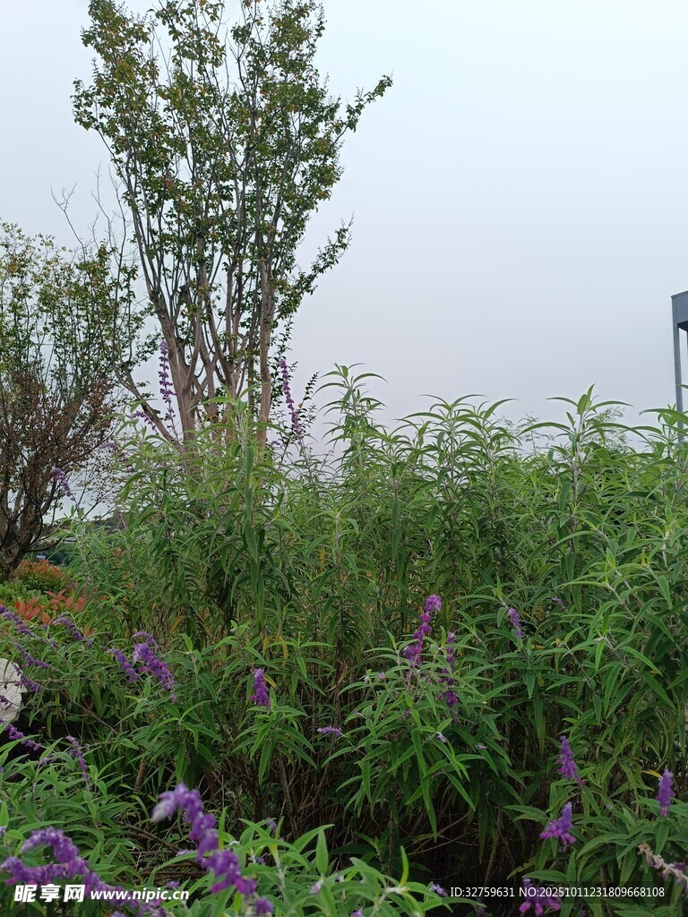 户外繁茂绿植与紫色花卉