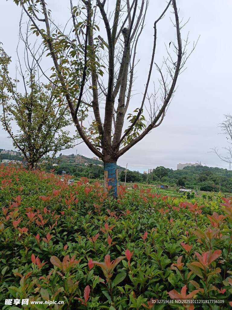 田野中的树木与多彩植被