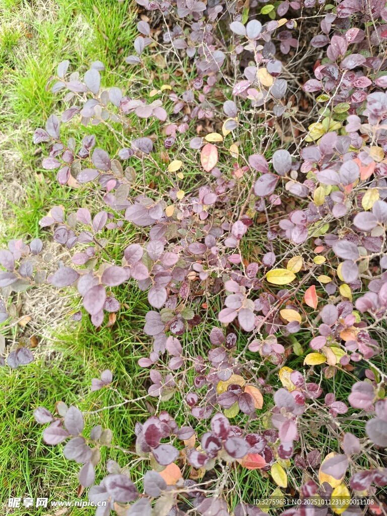 多彩植物景观
