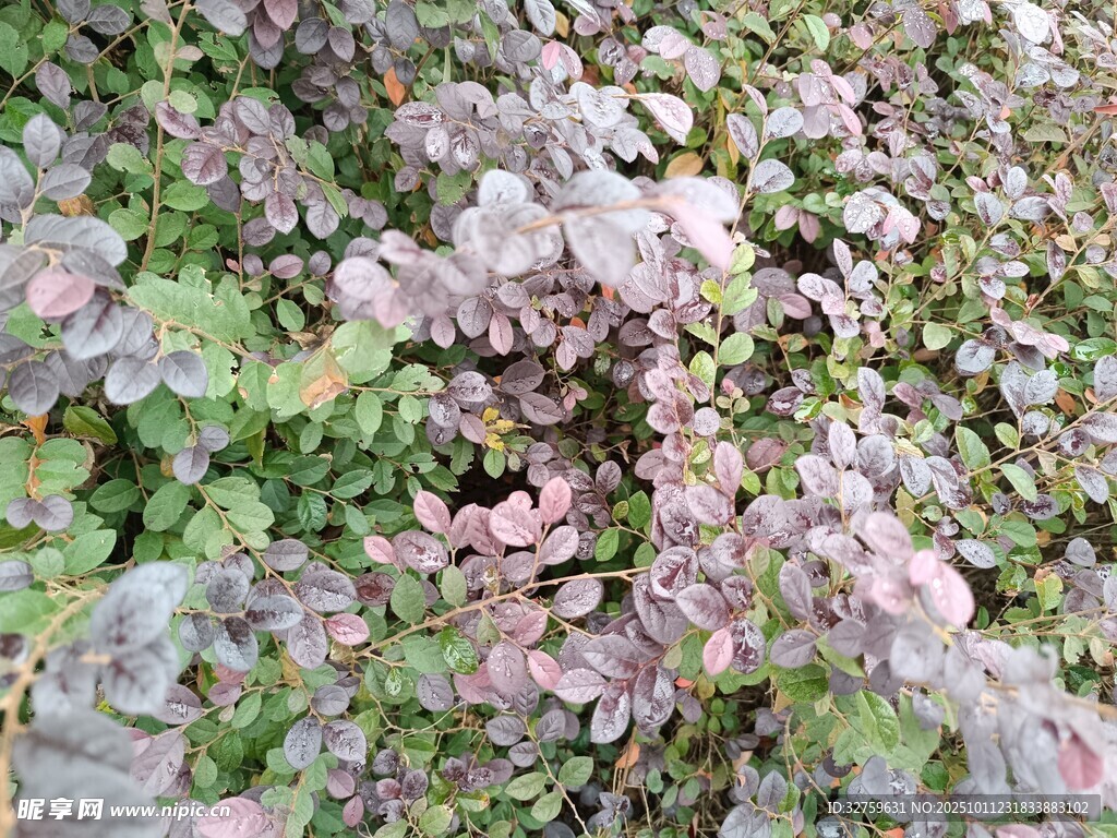 地面上的粉紫色植物