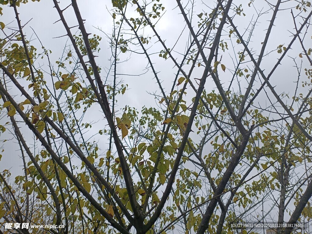 树枝上的嫩绿新叶