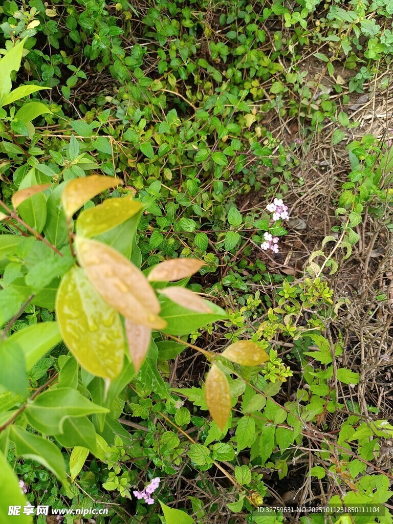 草丛中的多彩植物
