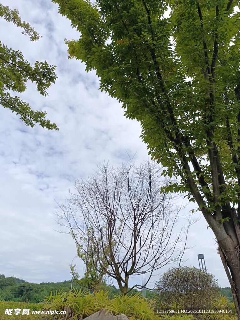 绿树蓝天 