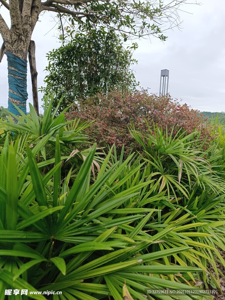 绿意盎然的户外植物景观
