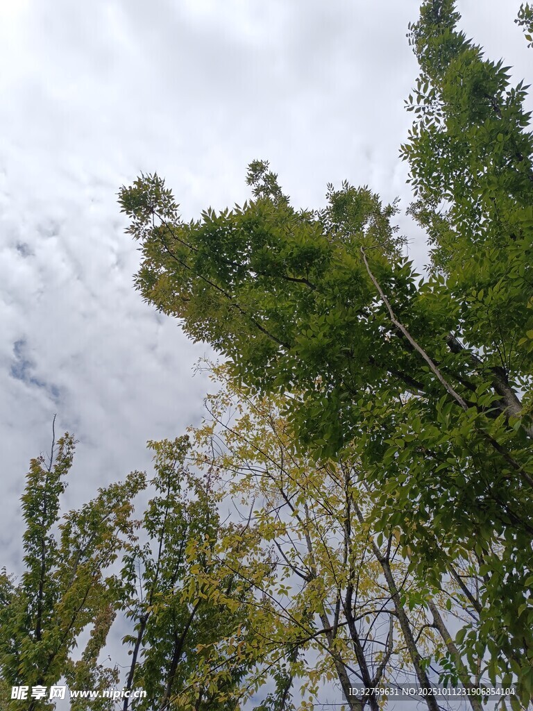 仰观葱郁树木与天空