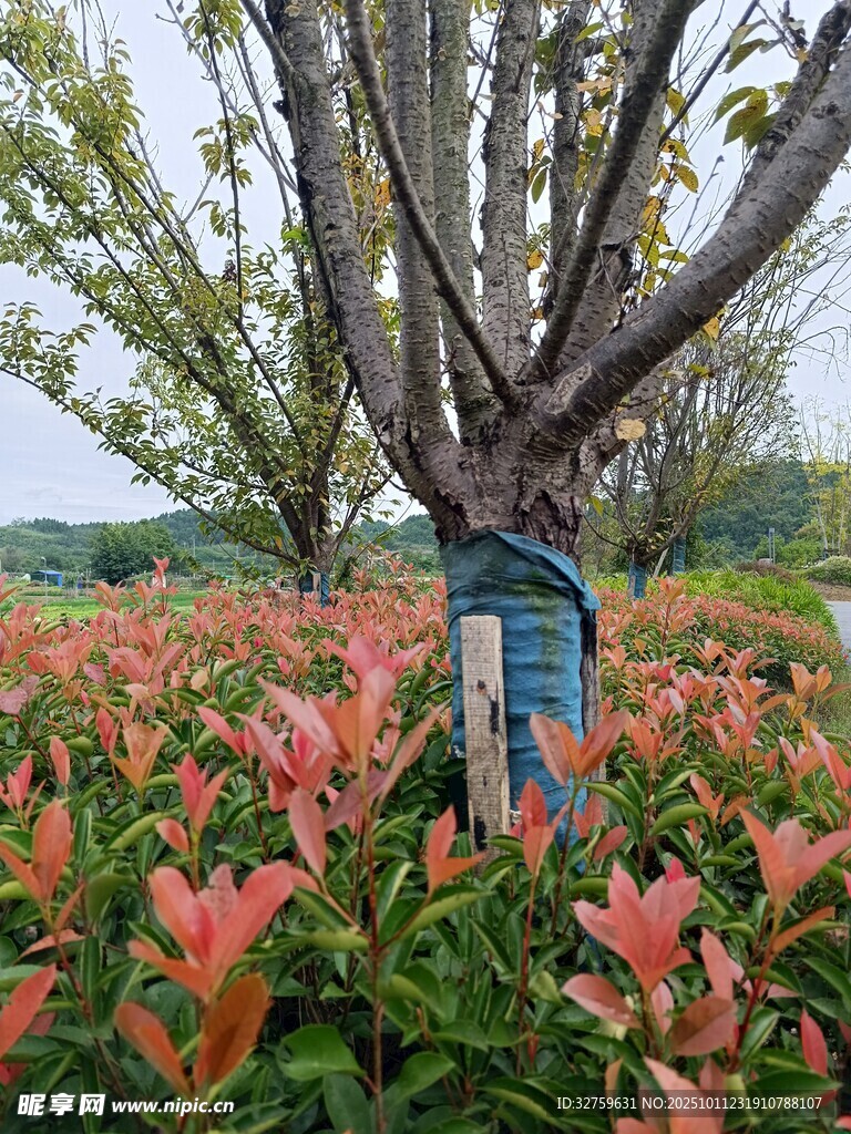 树下彩叶植物景观