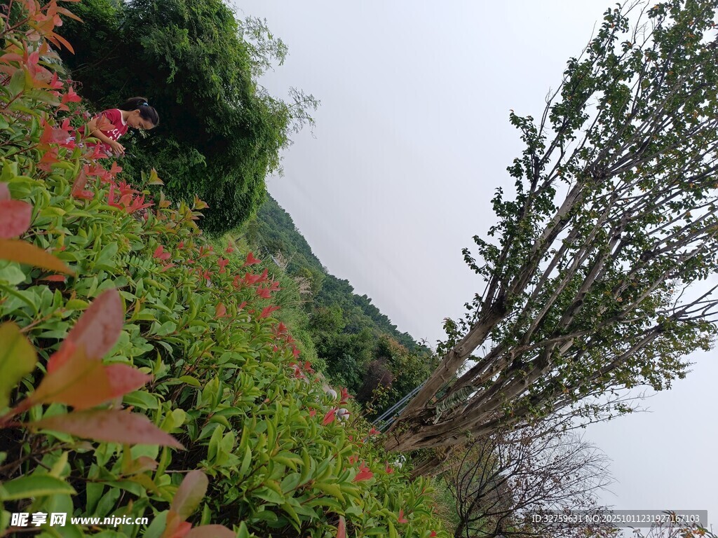 山间多彩植被景观