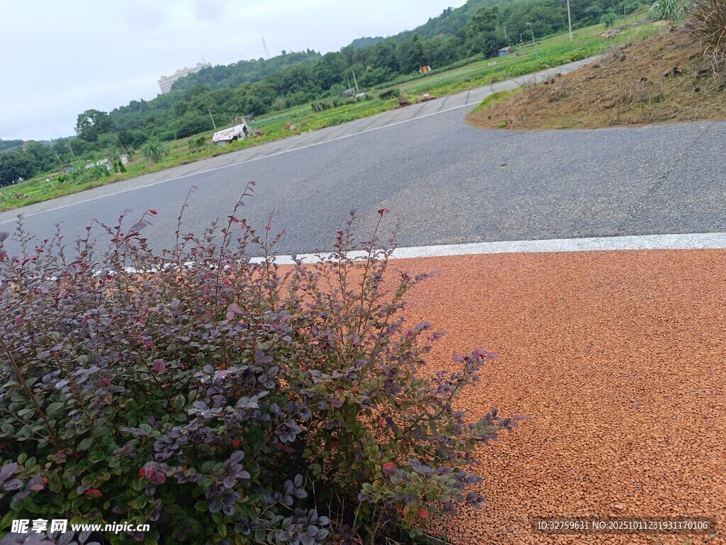 蜿蜒公路旁的绿植景观