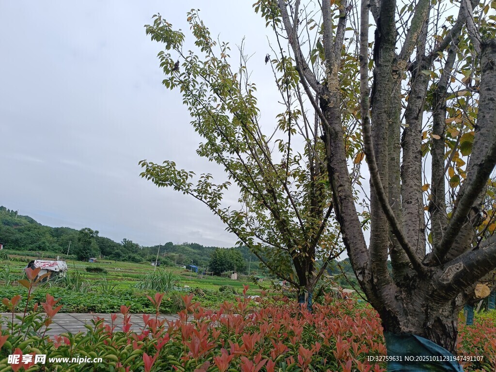 田野旁的枯树与烂漫红花