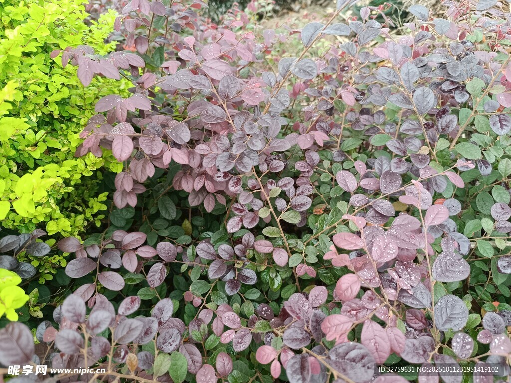 多彩植物景观