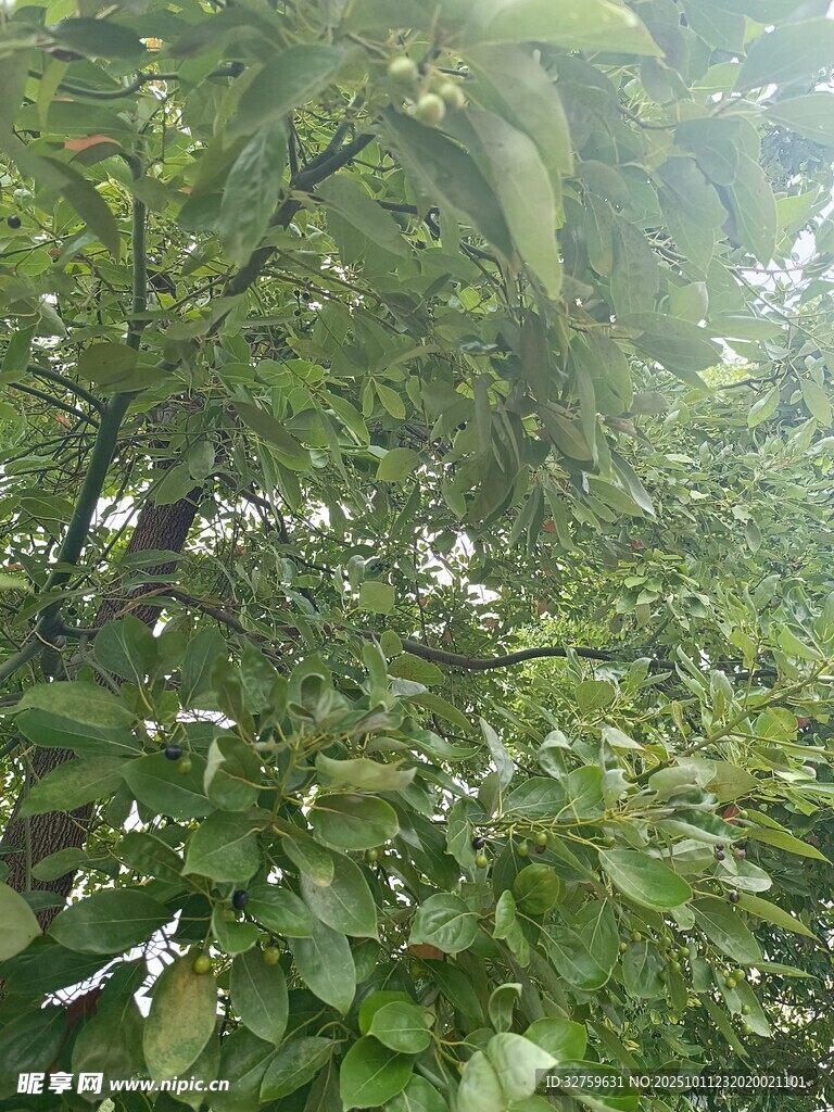 茂密树林中的白色花朵