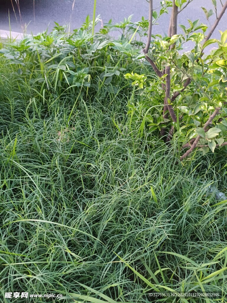 户外茂盛的绿色草丛