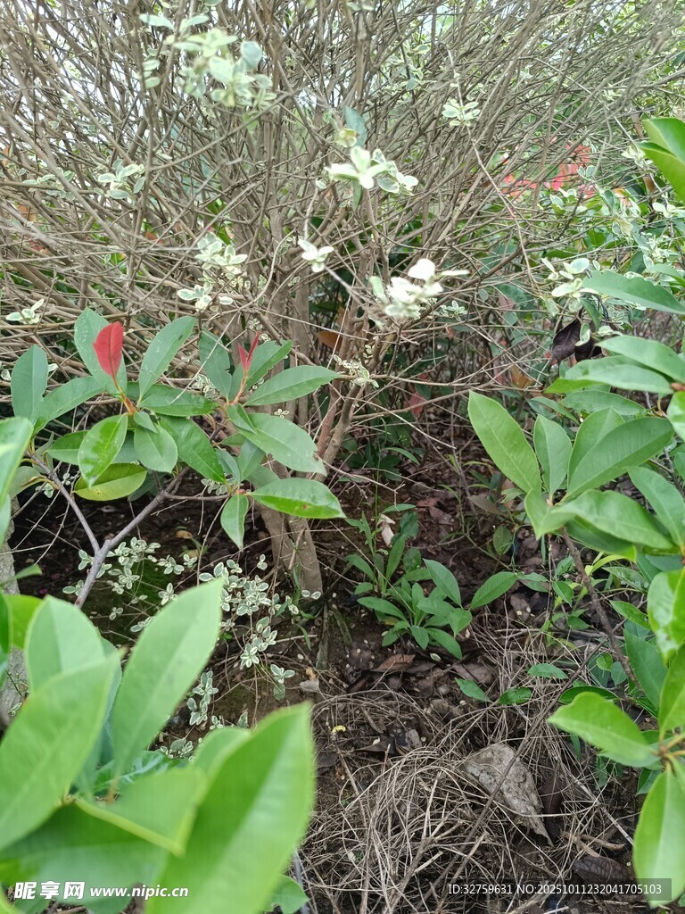 绿叶间绽放的白色小花