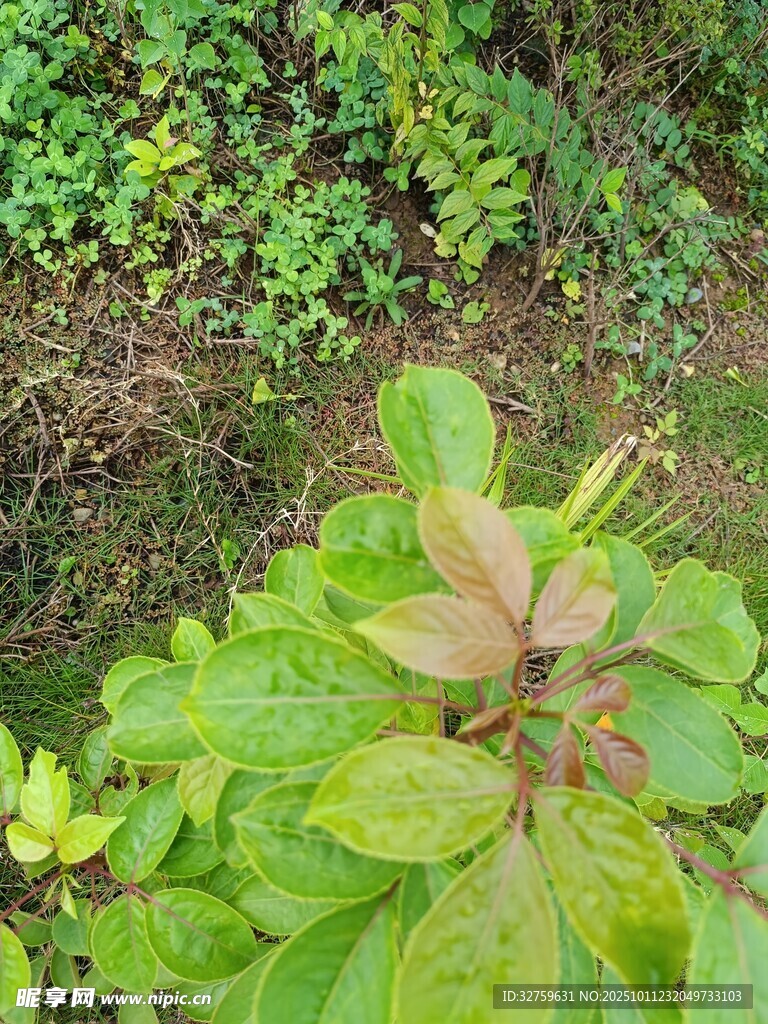 绿叶间的多彩植物