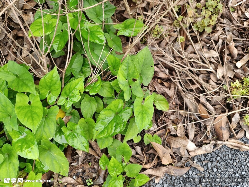 地面生长的嫩绿植物