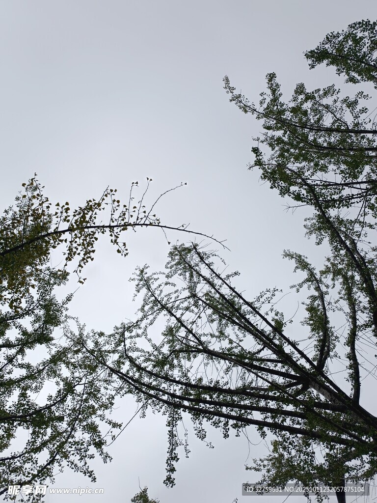 仰视树枝上的葱郁枝叶