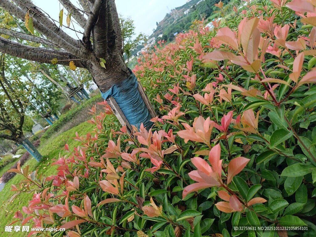多彩花卉环绕的树木景观
