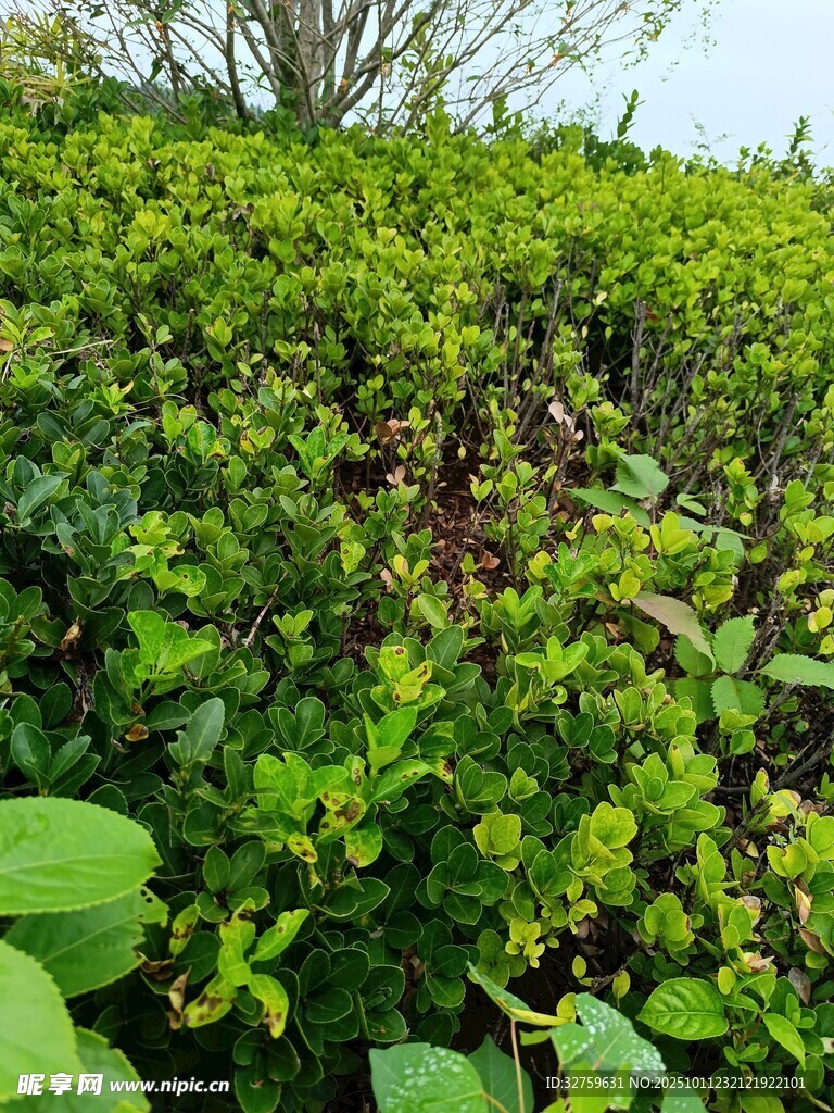 繁茂绿植景观