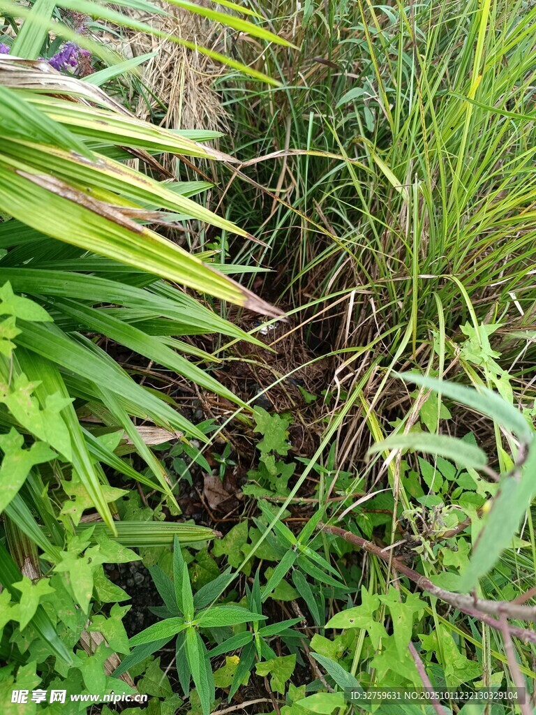 繁茂绿植景观