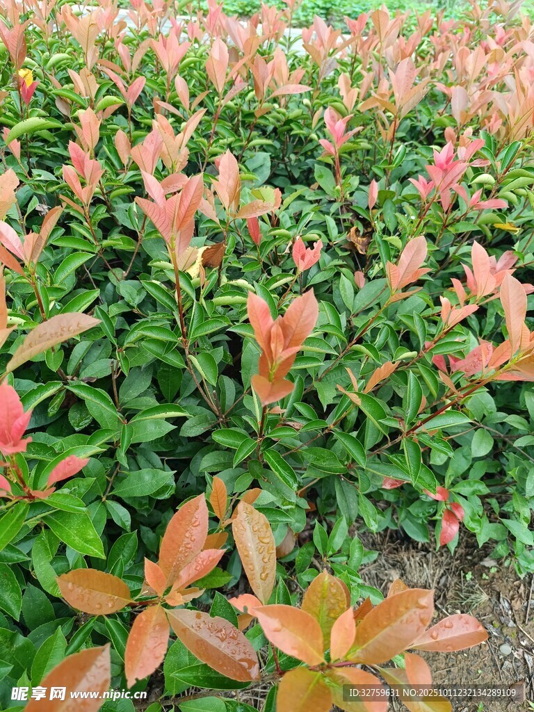 多彩斑斓的变色植物景观