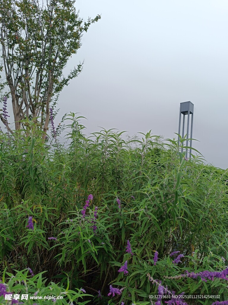 雾中花草与远处高塔