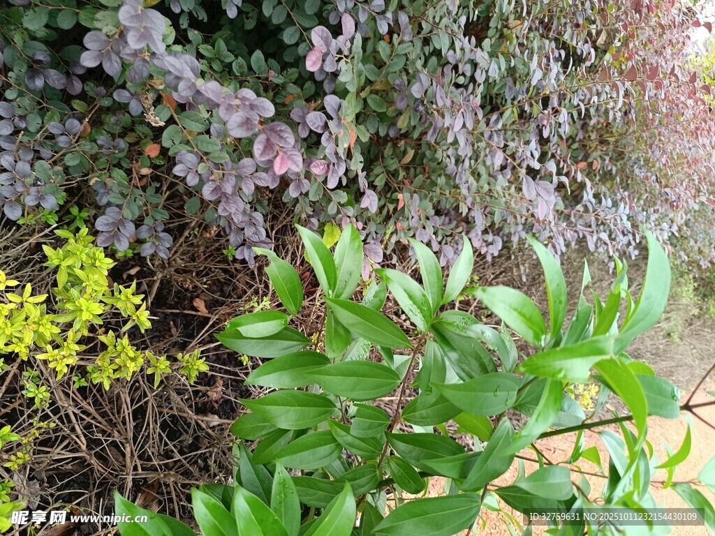 多彩植物景观