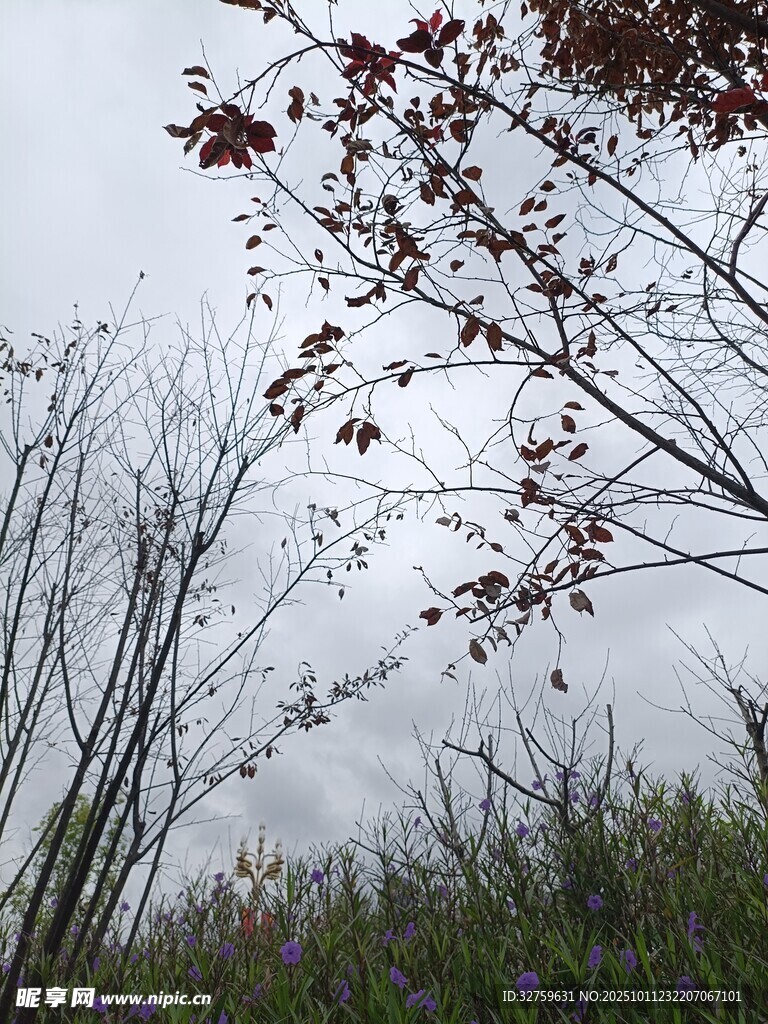 雨中红叶与枯树景象