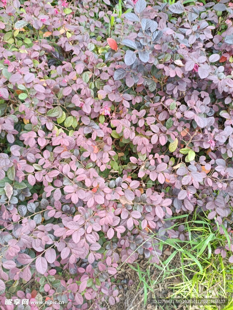 地面上的粉紫色植物景观