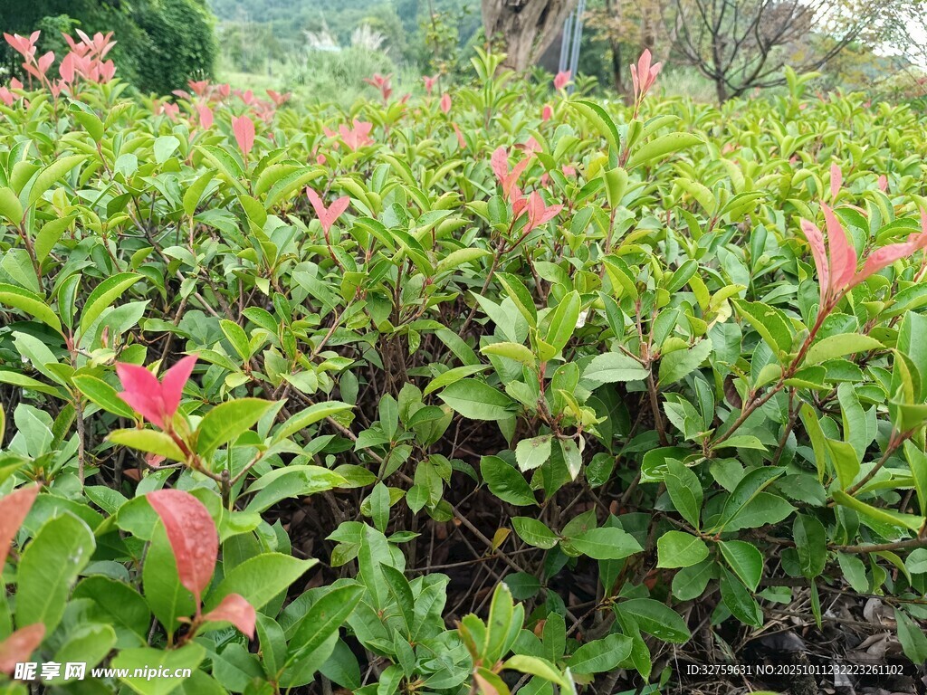 绿叶间的粉色花卉景观