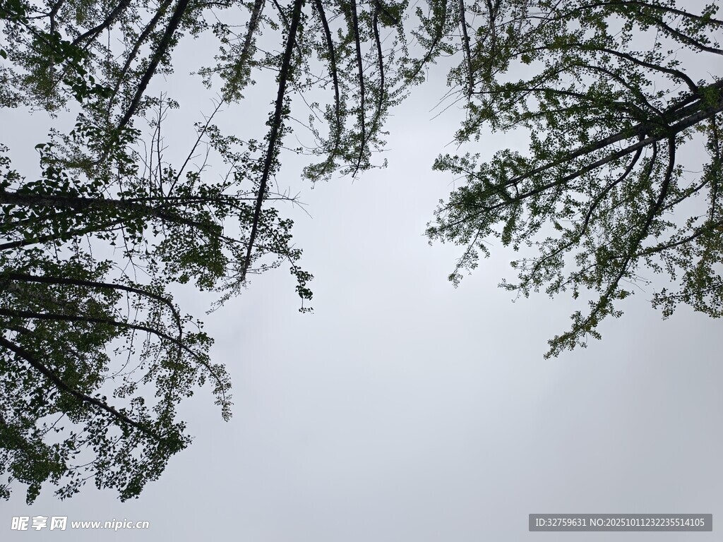 仰视树枝与灰白天空