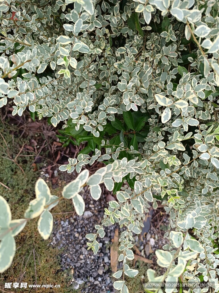 银叶植物景观特写