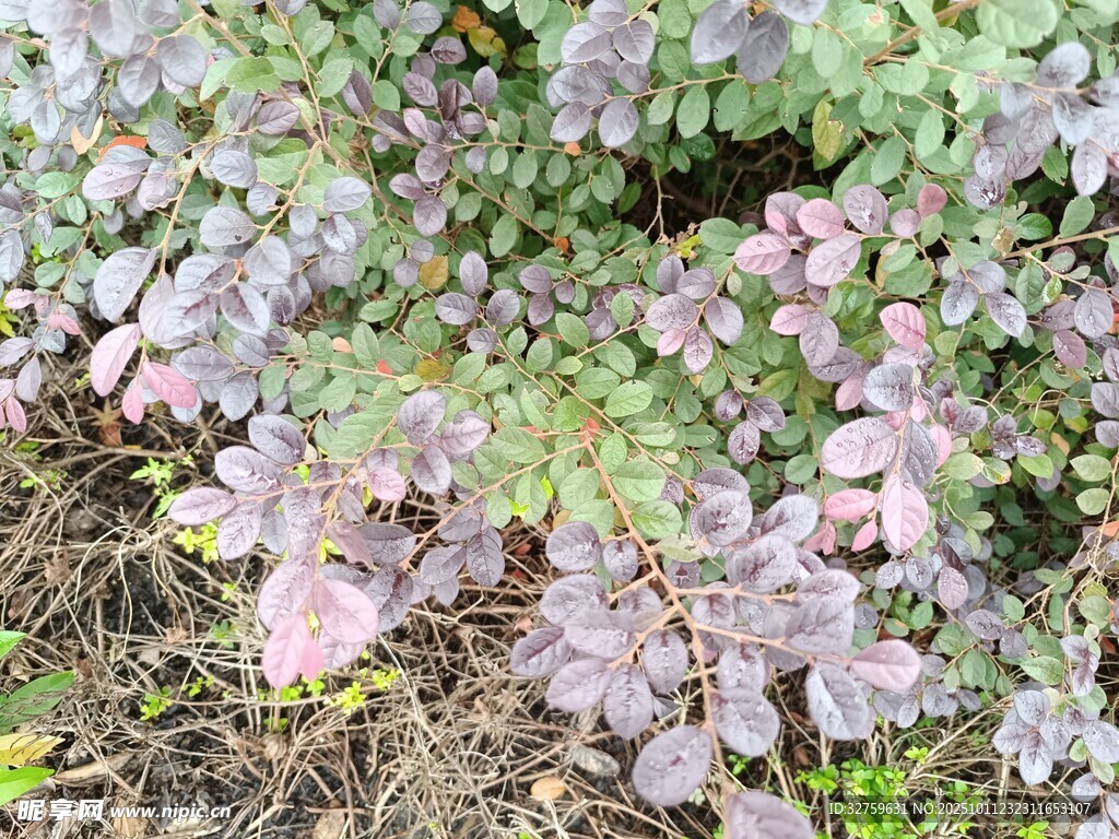 地面紫色绿色植物景观