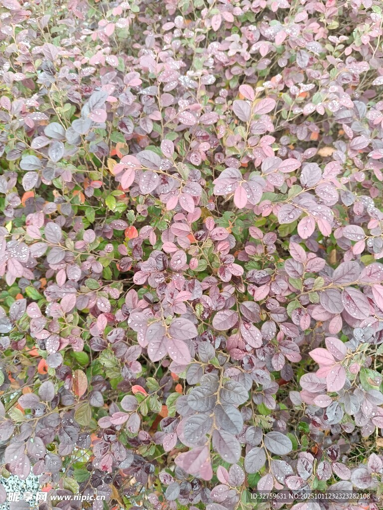 粉色繁茂植物景观