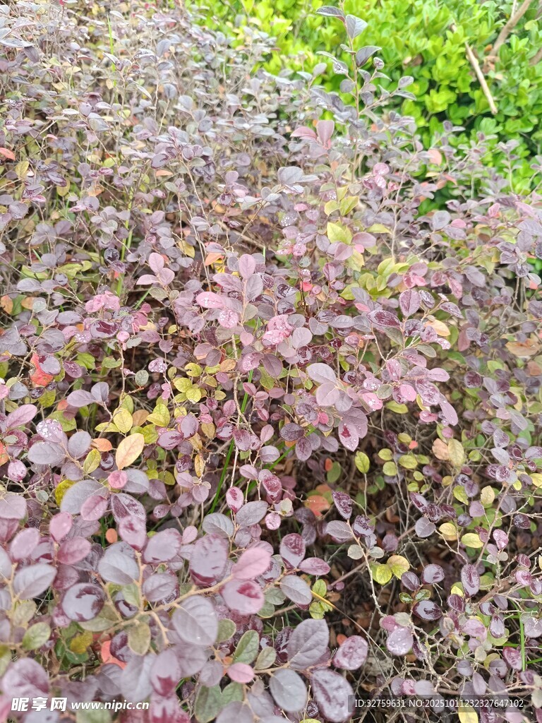 紫色叶片植物景观