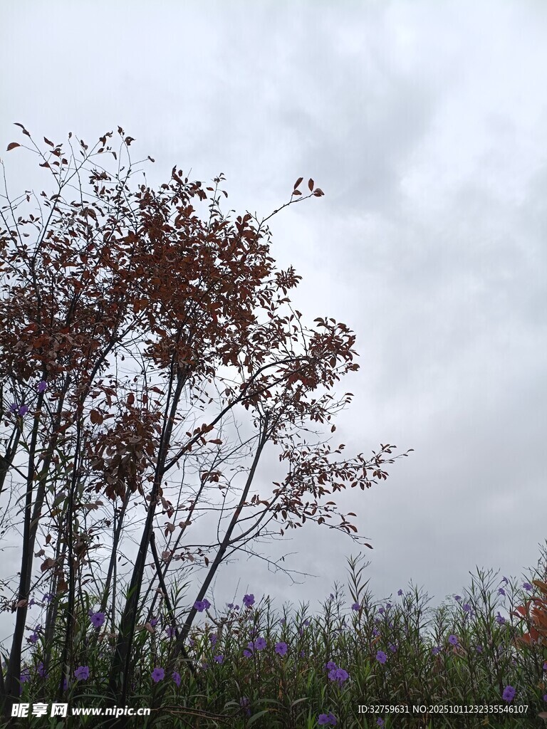 秋日枯树 