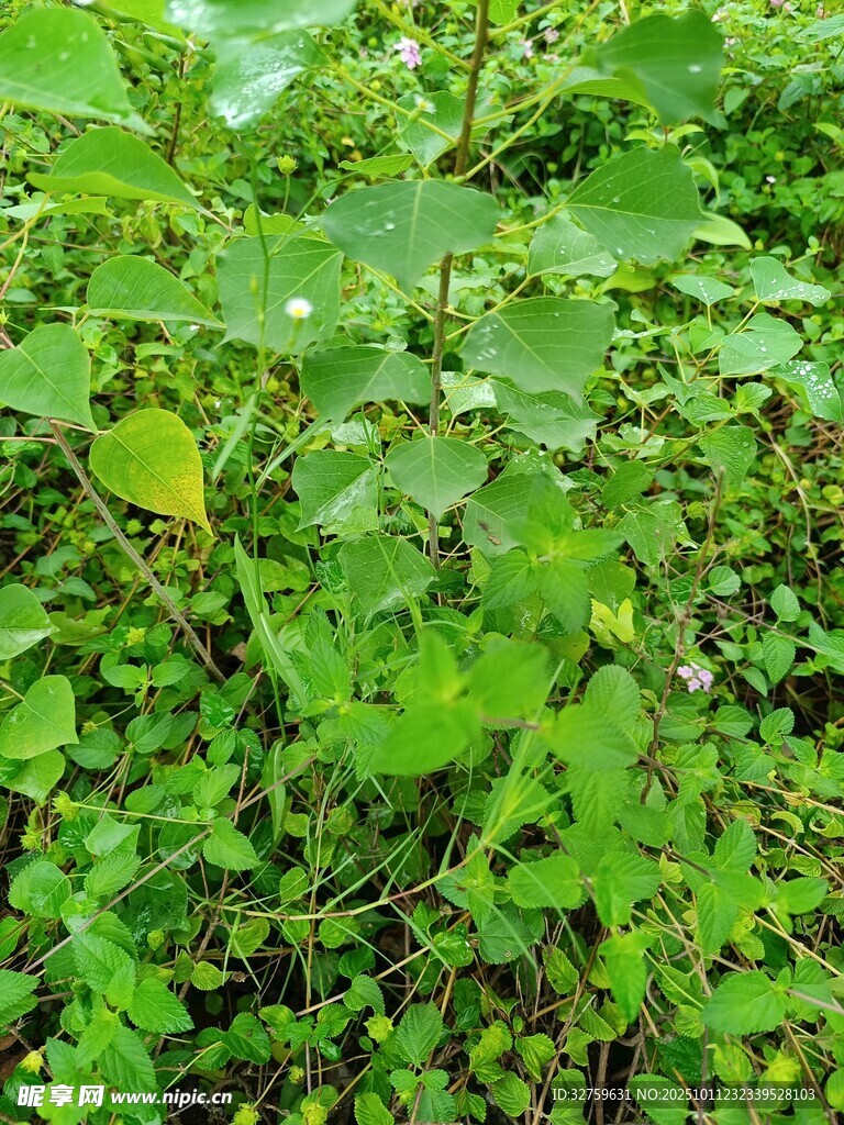 繁茂的绿色植物景观