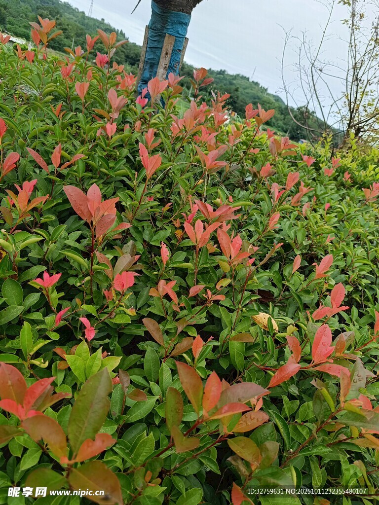 红叶丛中一人漫步