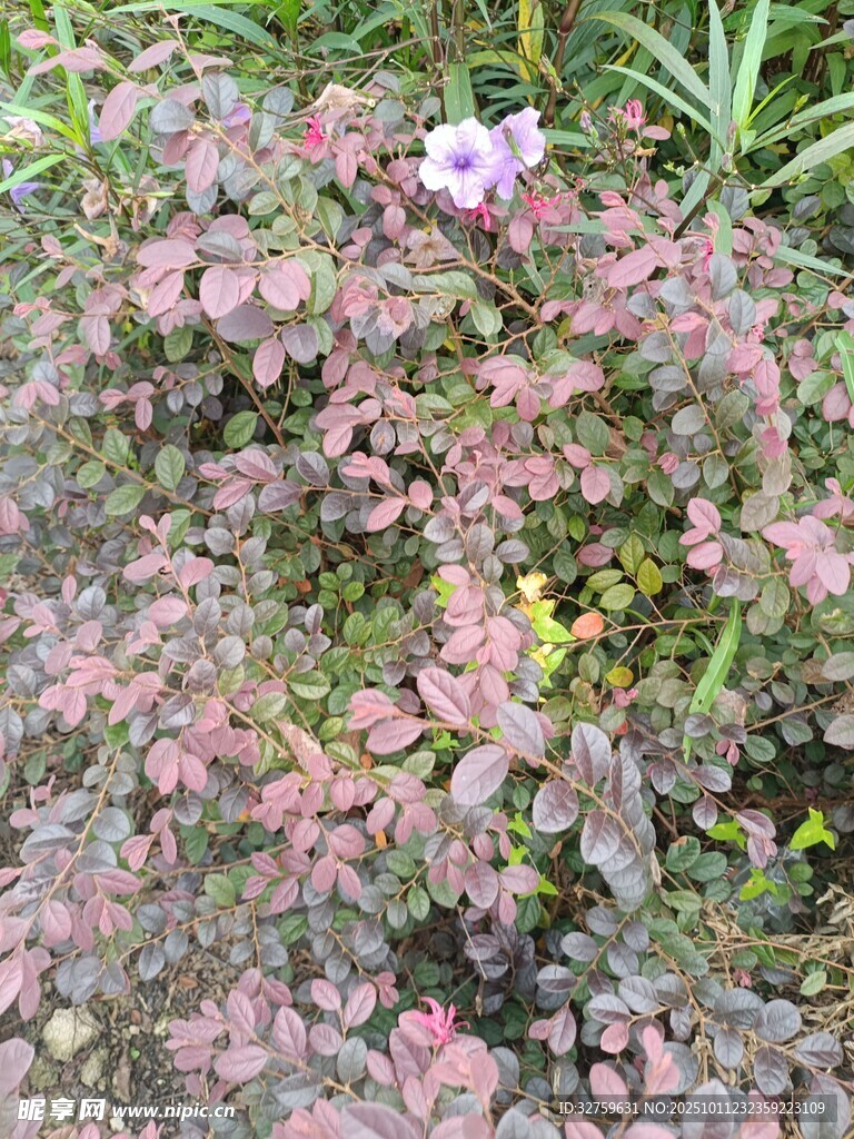 紫红色叶片植物景观